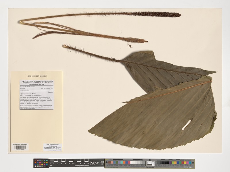 Aiphanes macroloba photo 3