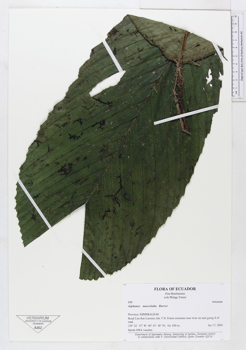 Aiphanes macroloba photo 4