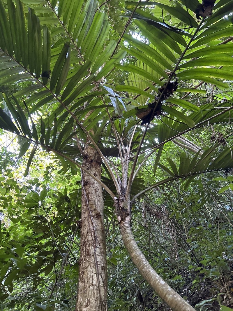 Guinea Bactris photo 6