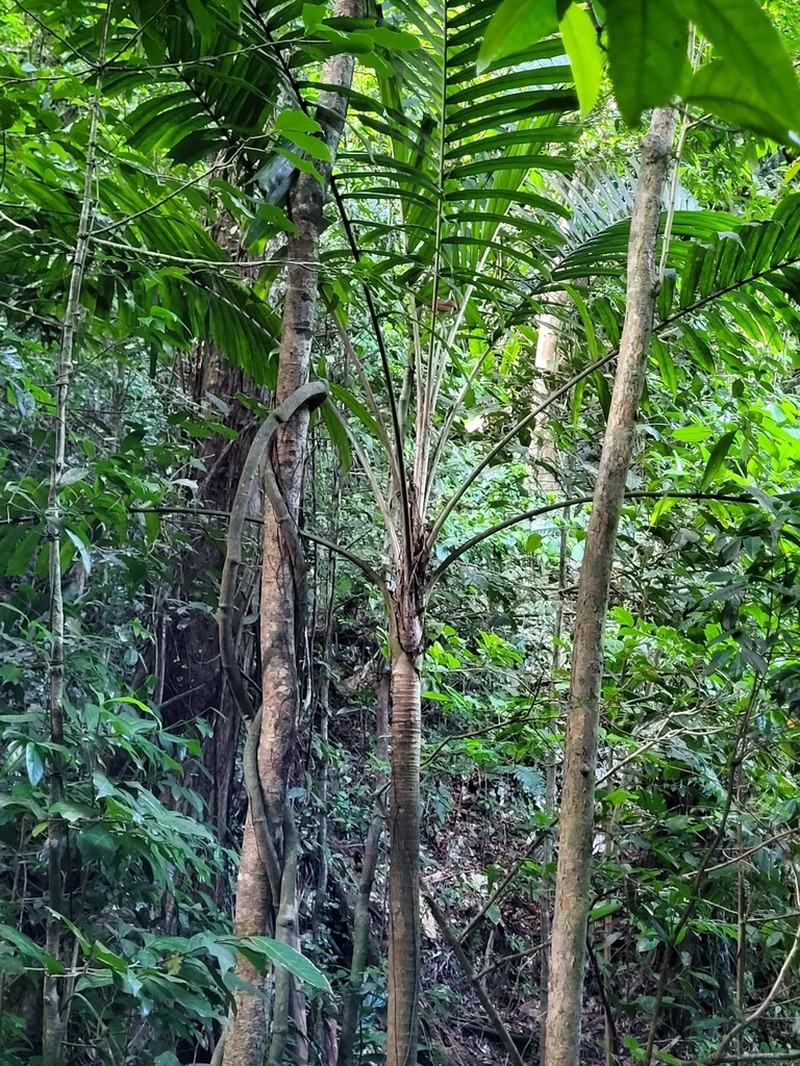 Guinea Bactris photo 8
