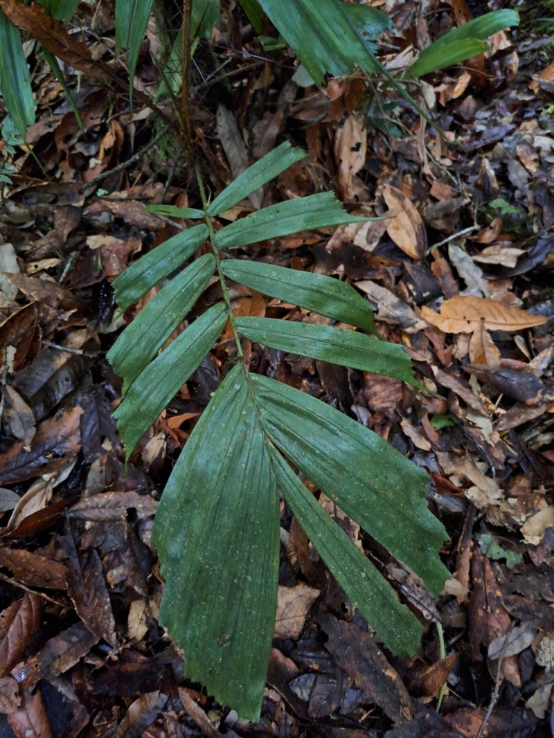 Aiphanes simplex photo 4