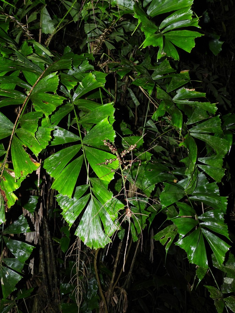 Aiphanes simplex photo 5