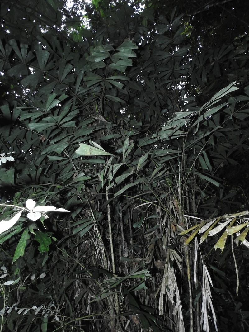 Aiphanes simplex photo 8