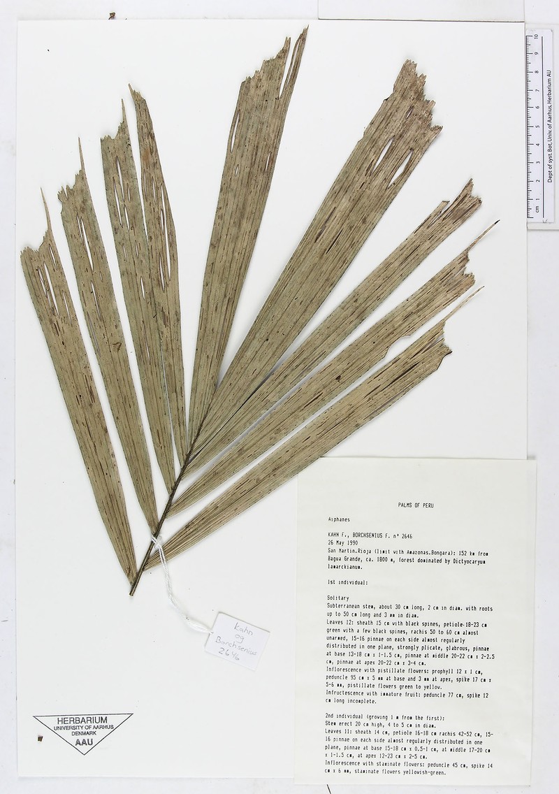 Aiphanes spicata