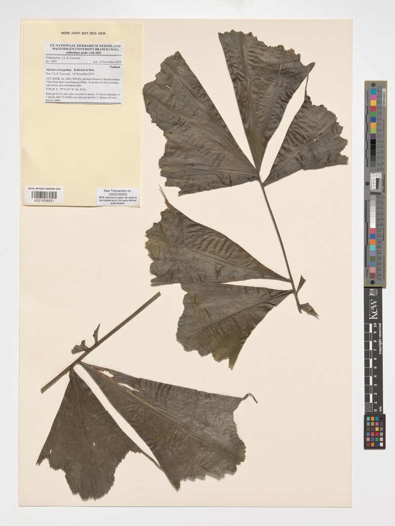 Aiphanes tricuspidata photo 2