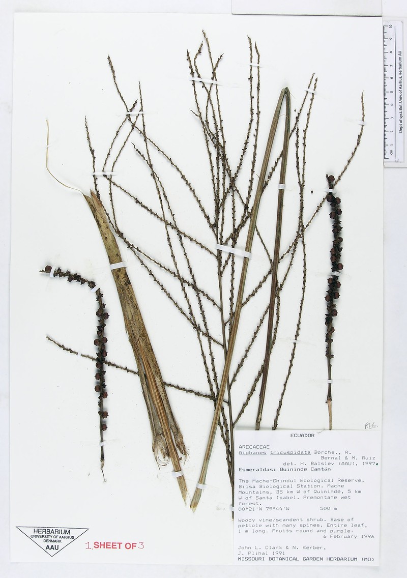 Aiphanes tricuspidata photo 4