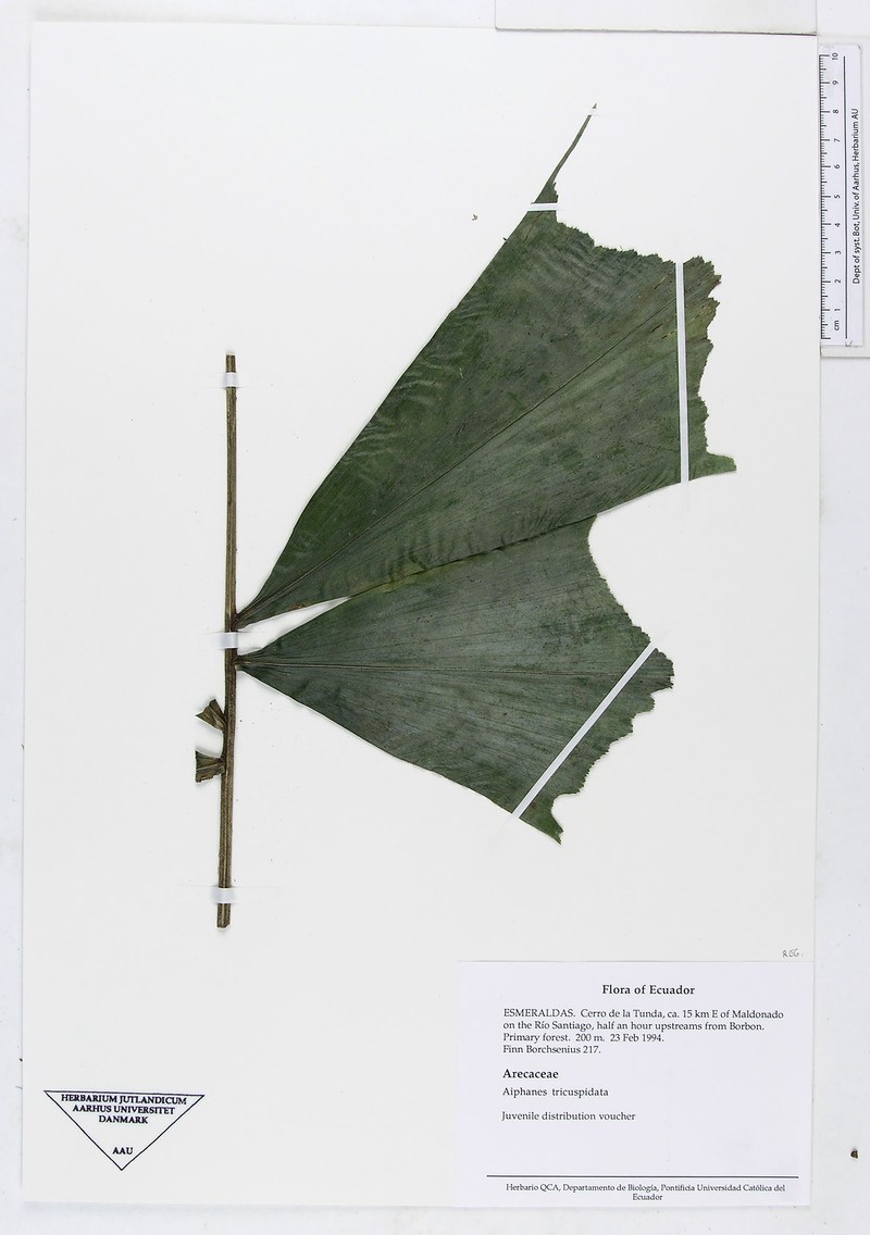 Aiphanes tricuspidata photo 5