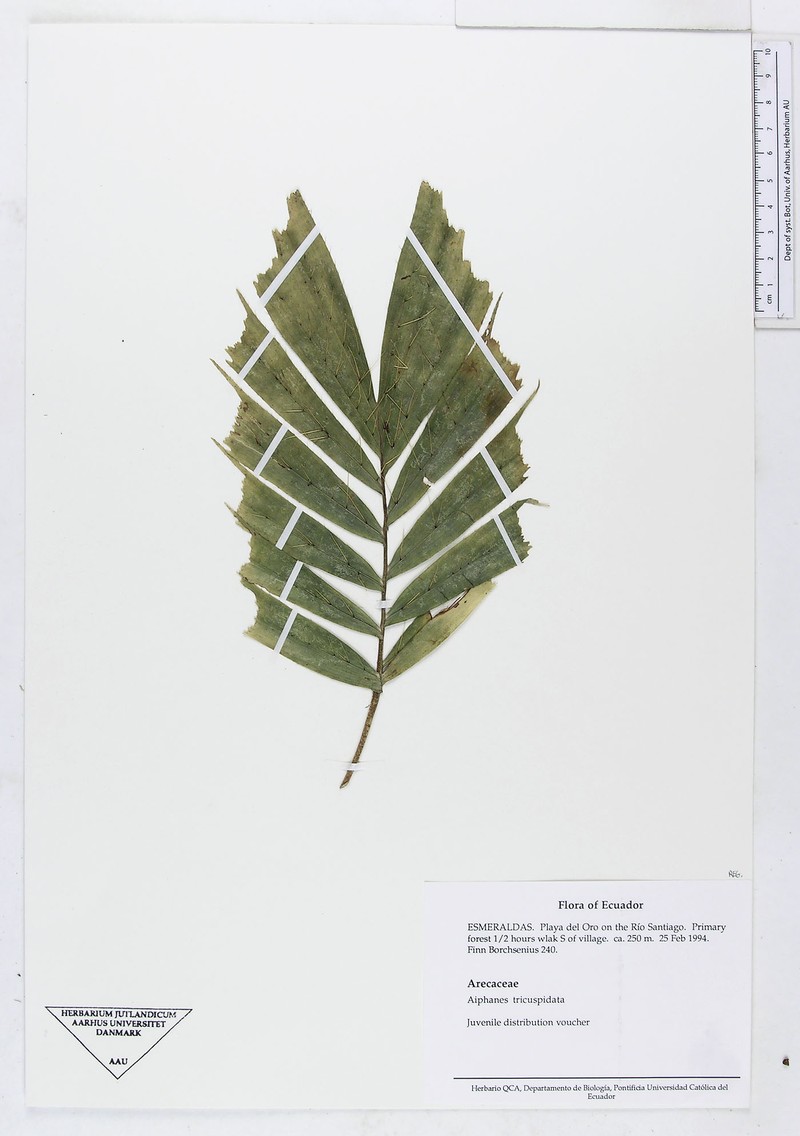 Aiphanes tricuspidata photo 6