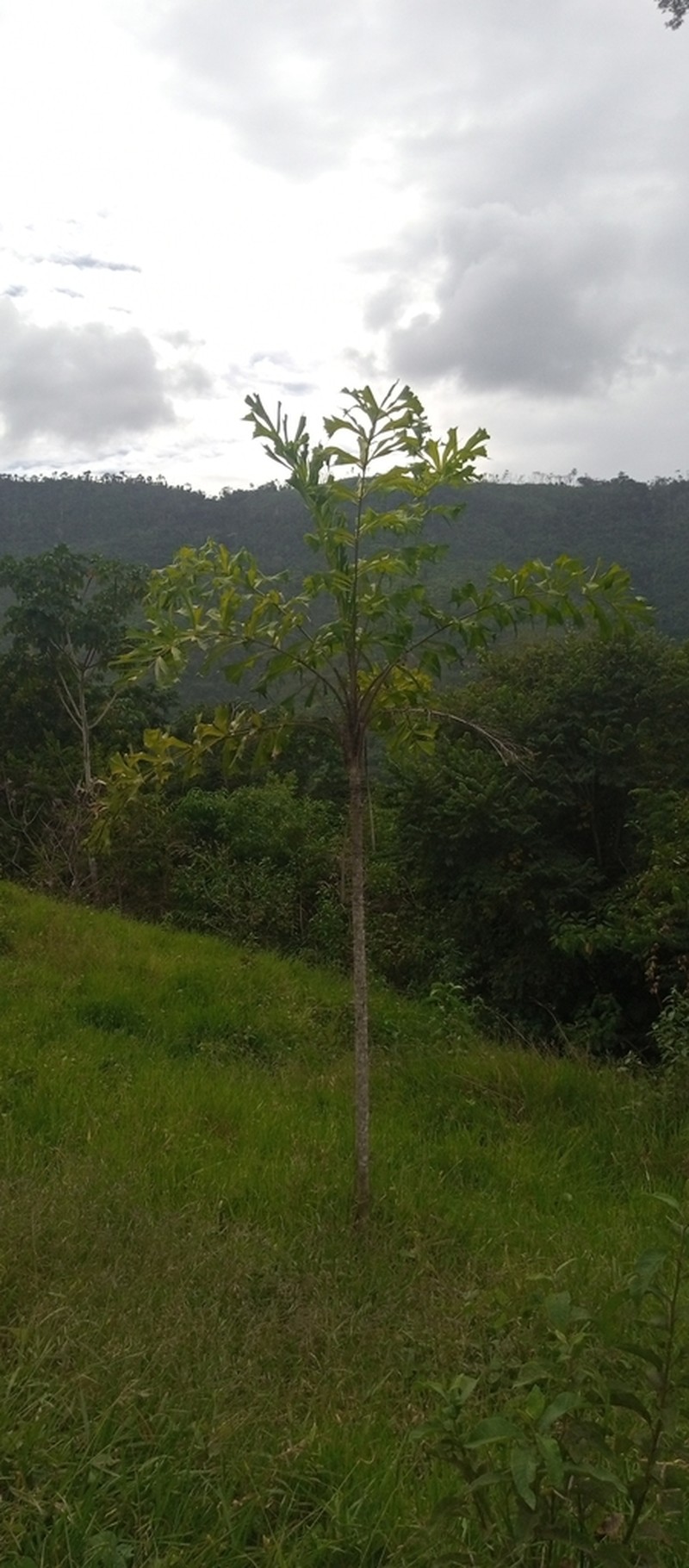 Aiphanes truncata
