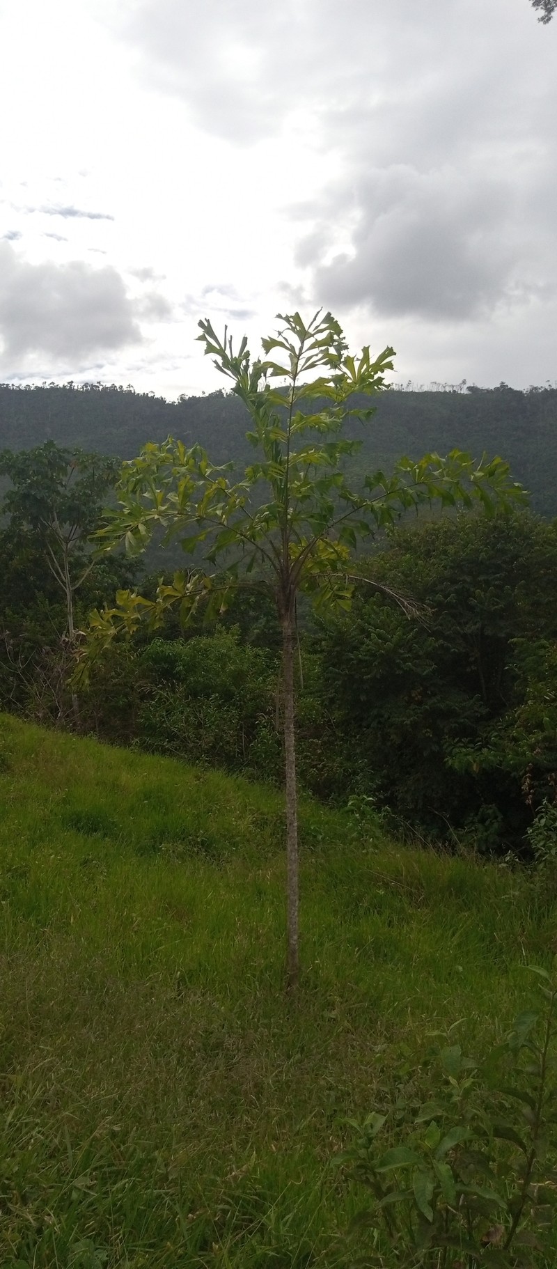 Aiphanes truncata photo 2