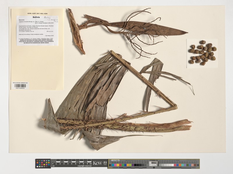 Aiphanes truncata photo 3