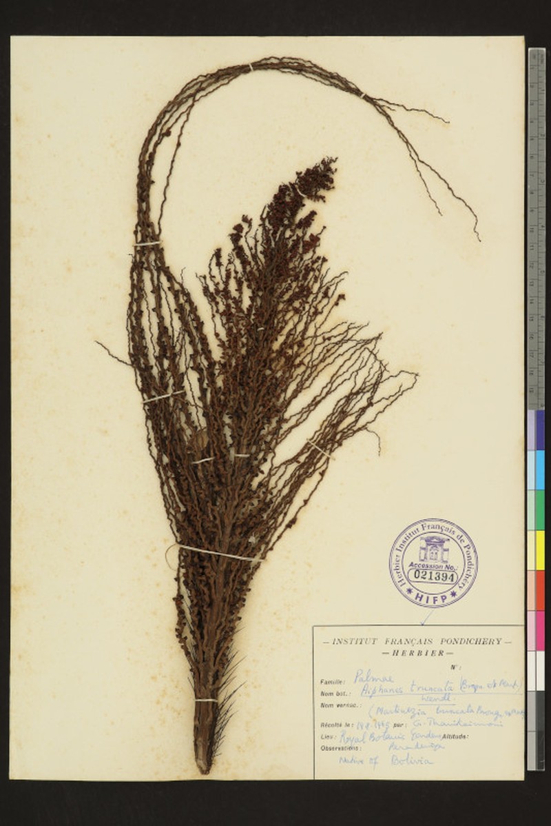 Aiphanes truncata photo 4