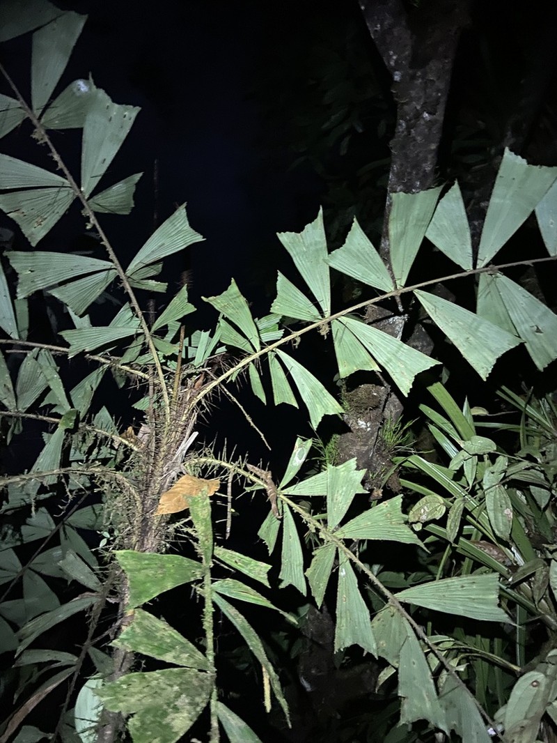 Aiphanes ulei