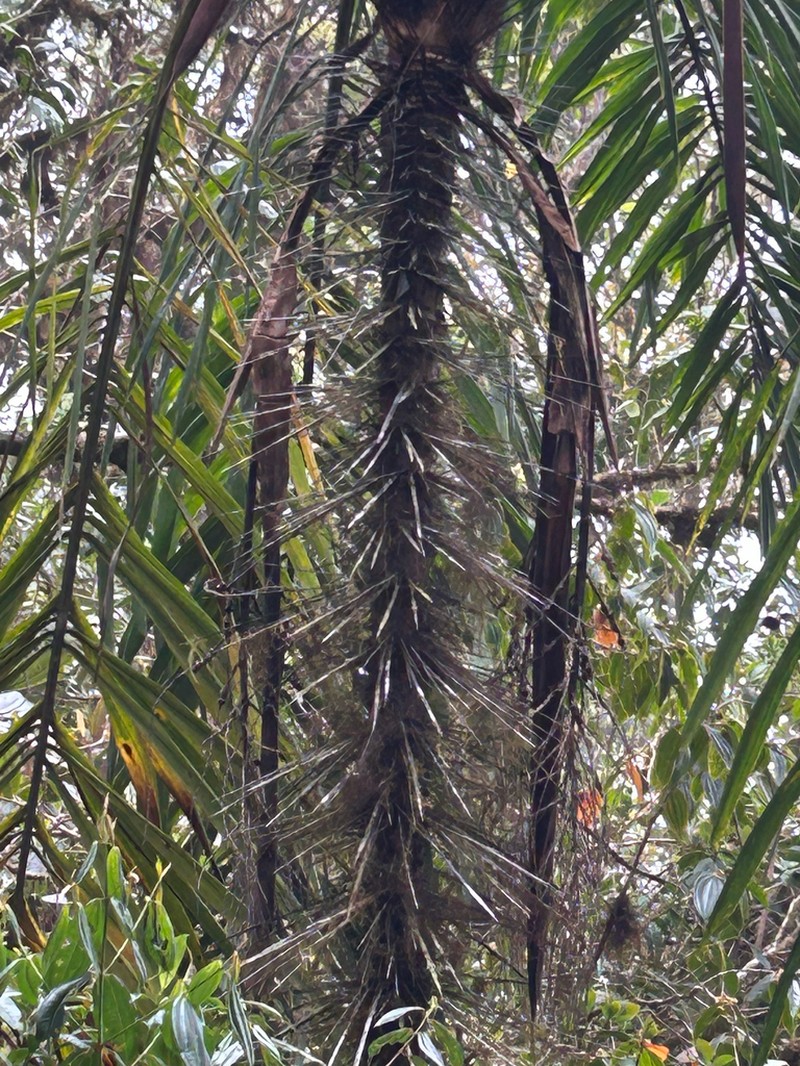 Aiphanes verrucosa