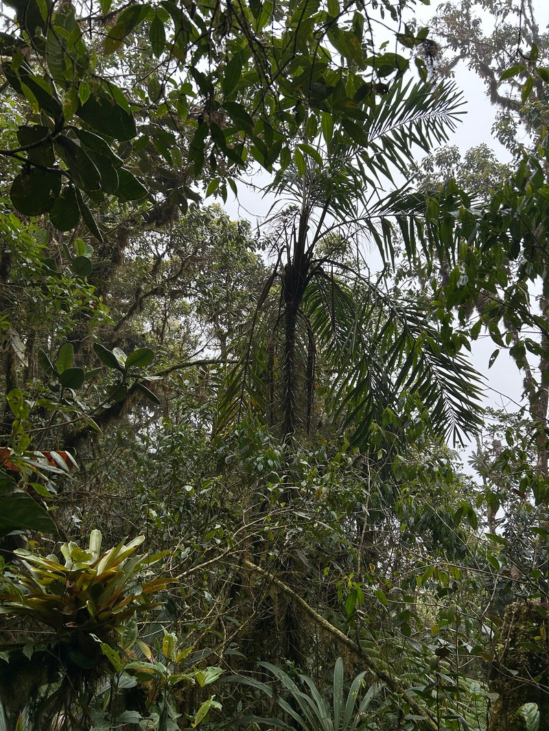 Aiphanes verrucosa photo 3