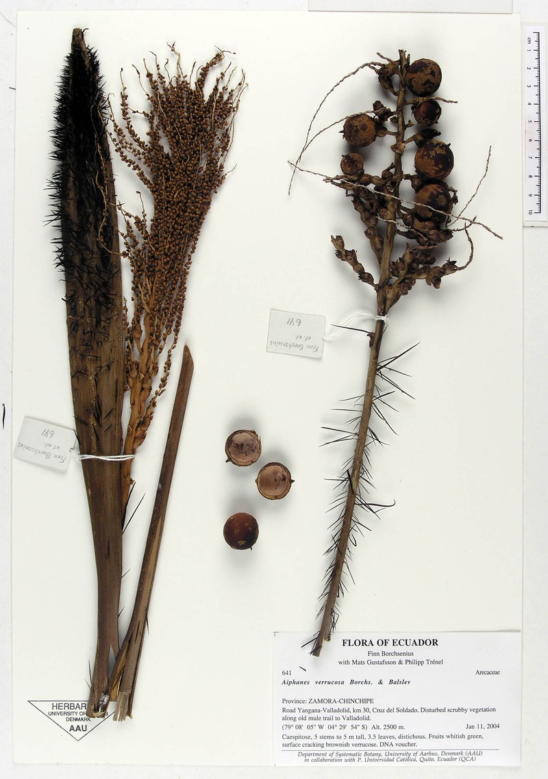Aiphanes verrucosa photo 5