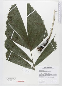 Aiphanes weberbaueri