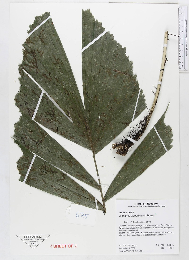 Aiphanes weberbaueri