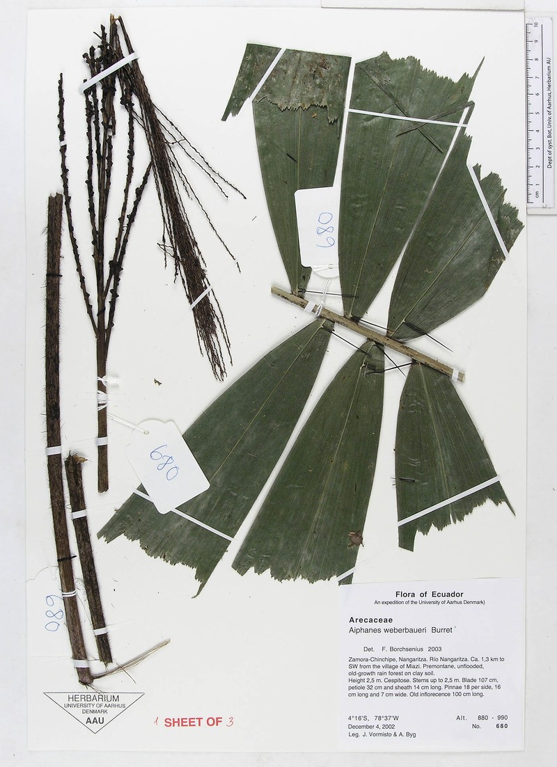 Aiphanes weberbaueri photo 2