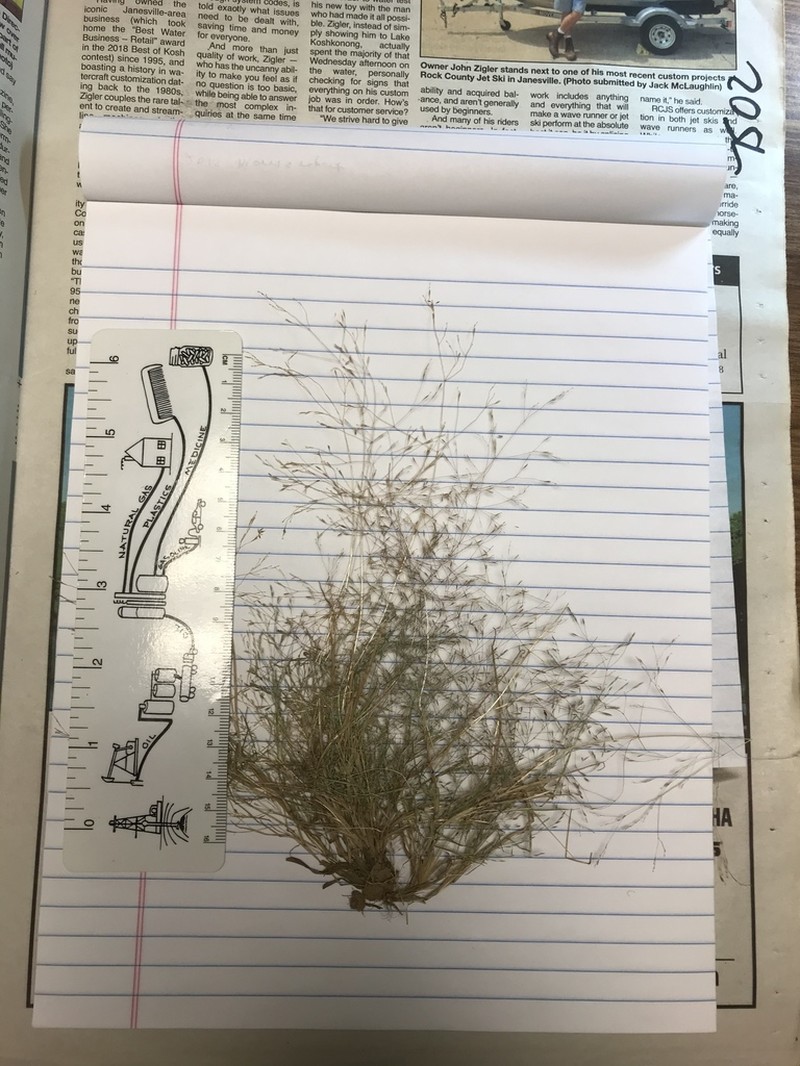 Silver Hairgrass photo 2