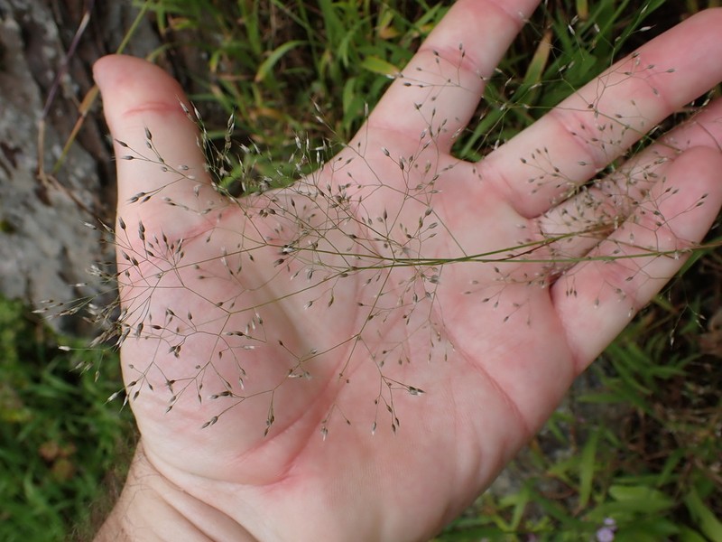 Silver Hairgrass photo 3