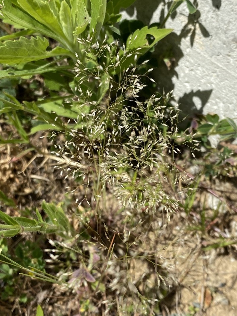 Silver Hairgrass photo 4
