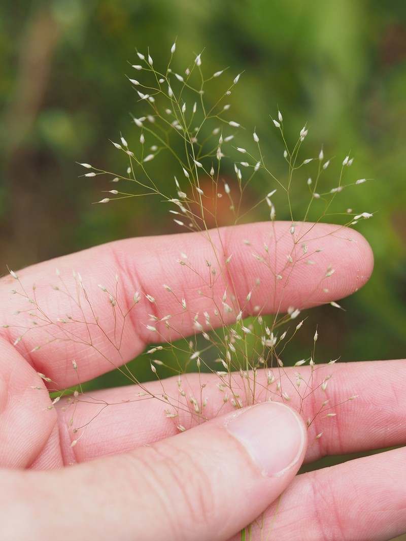 Silver Hairgrass photo 5