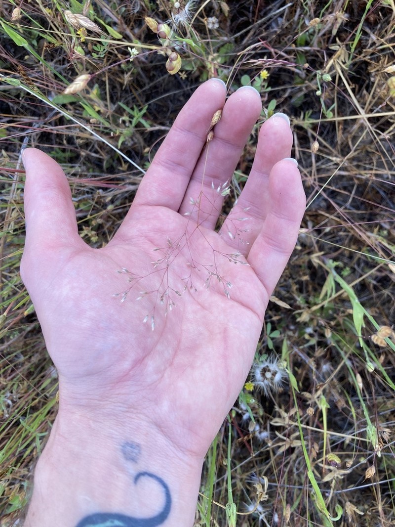 Silver Hairgrass photo 6