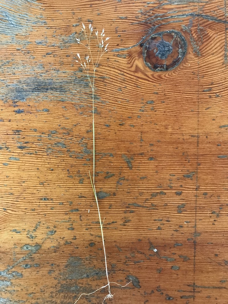 Silver Hairgrass photo 7