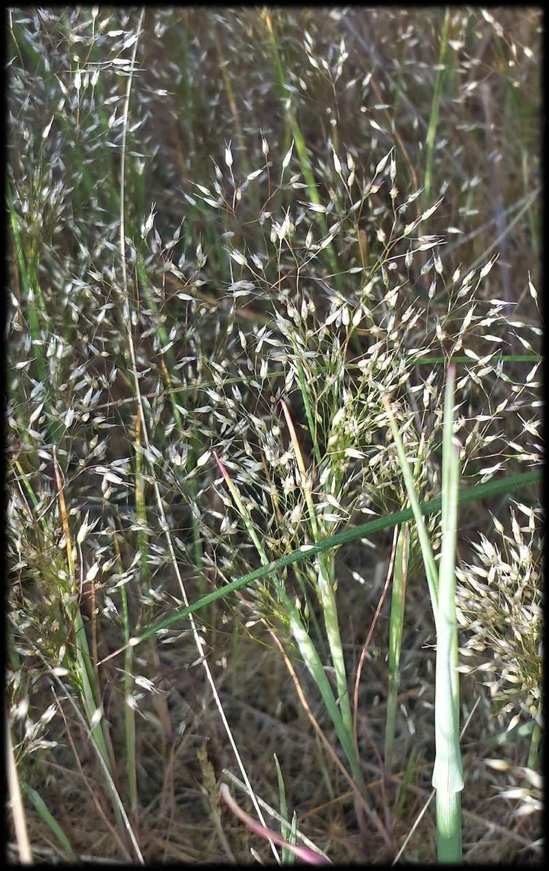 Annual Silver Hairgrass