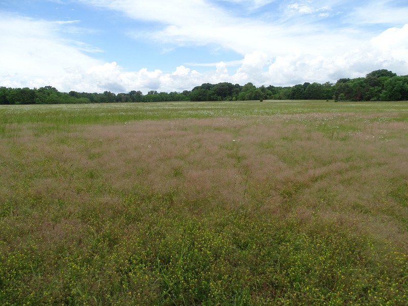 Annual Silver Hairgrass photo 2