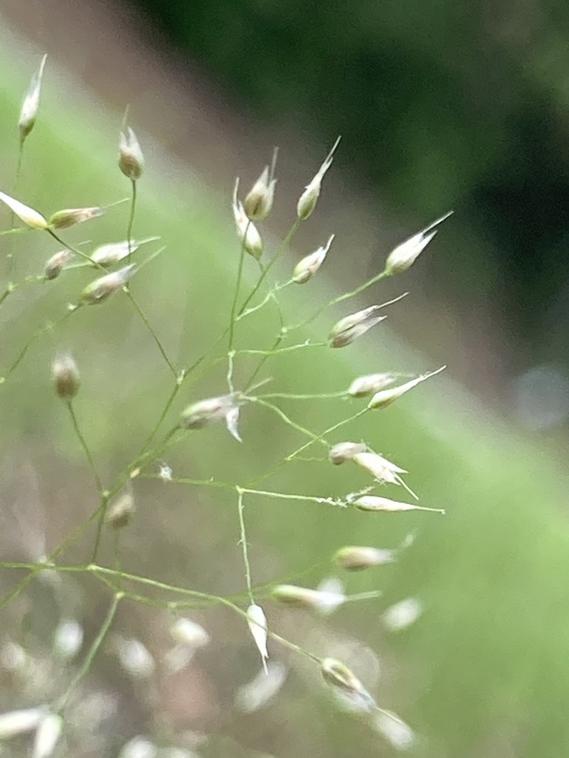 Annual Silver Hairgrass photo 3