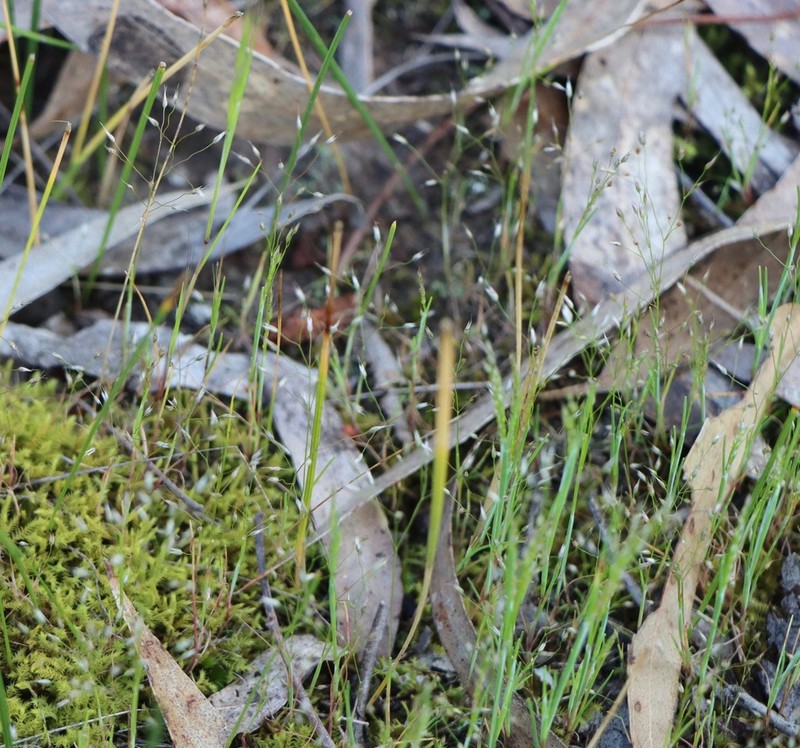 Annual Silver Hairgrass photo 4