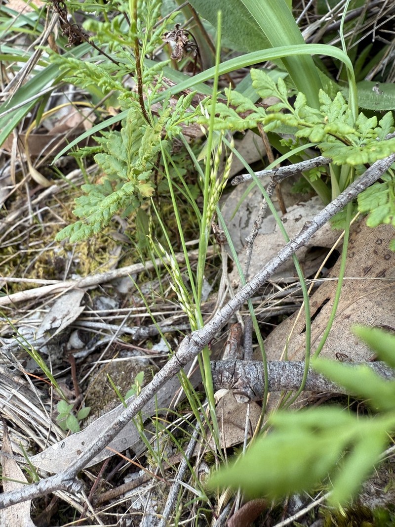 Annual Silver Hairgrass photo 5