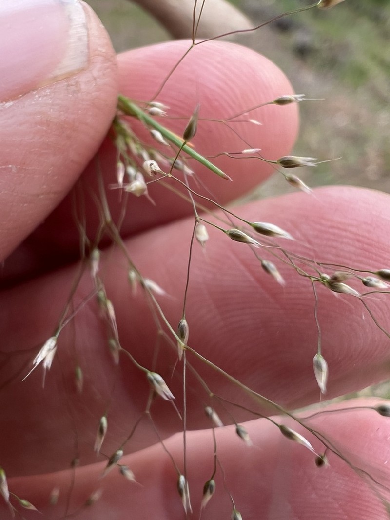 Annual Silver Hairgrass photo 6