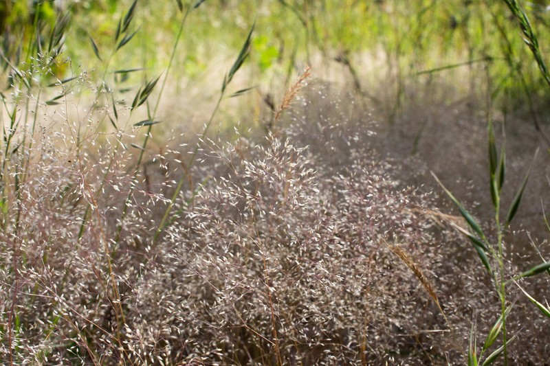 Annual Silver Hairgrass photo 7
