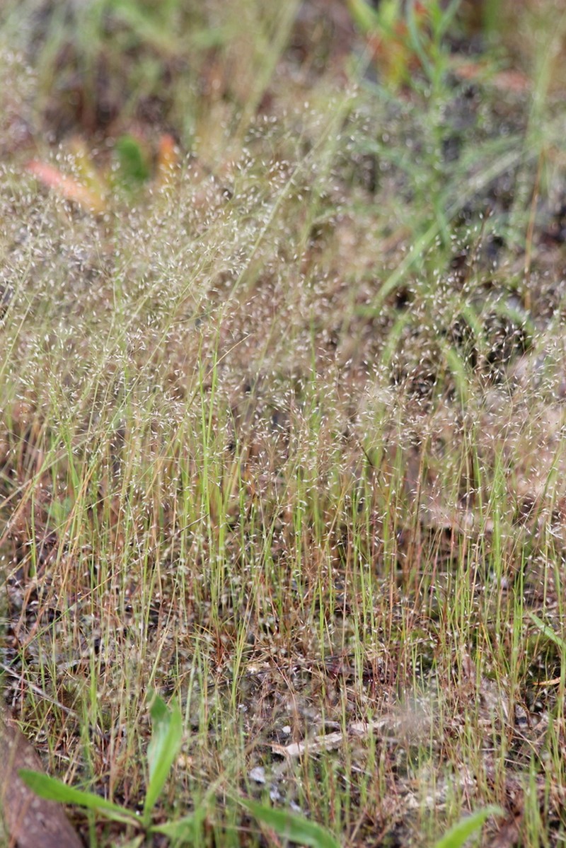 Annual Silver Hairgrass photo 8