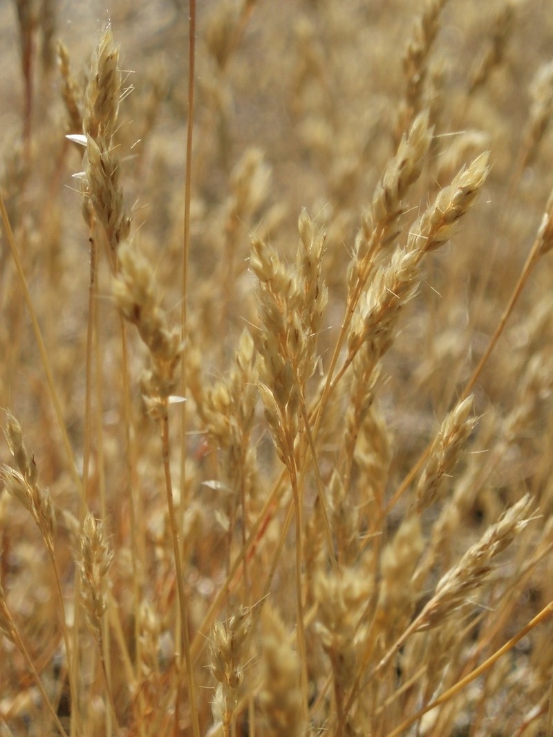 Yellow Hairgrass photo 2
