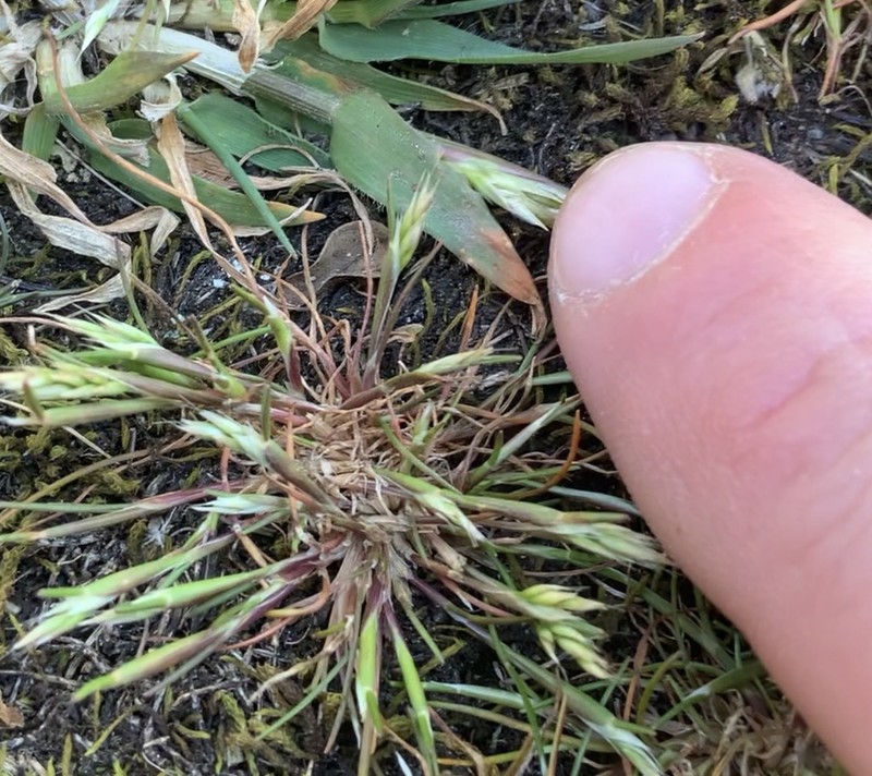 Yellow Hairgrass photo 3