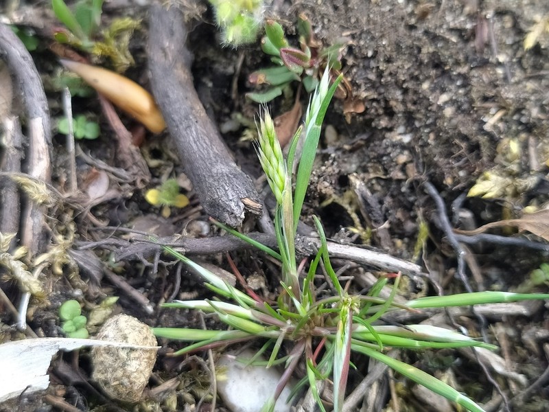 Yellow Hairgrass photo 4
