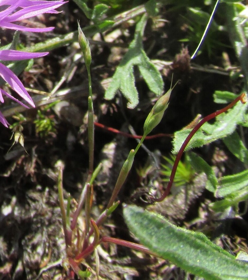 Yellow Hairgrass photo 5