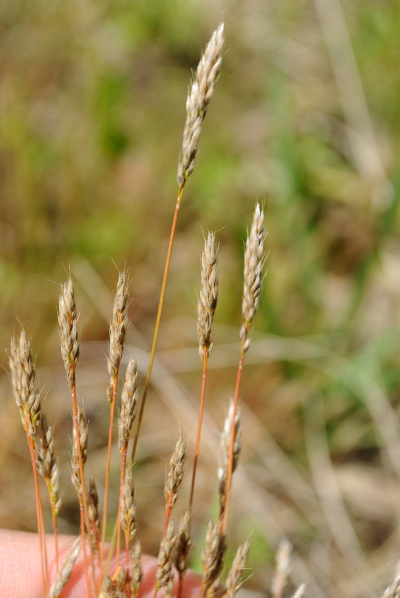 Yellow Hairgrass photo 6