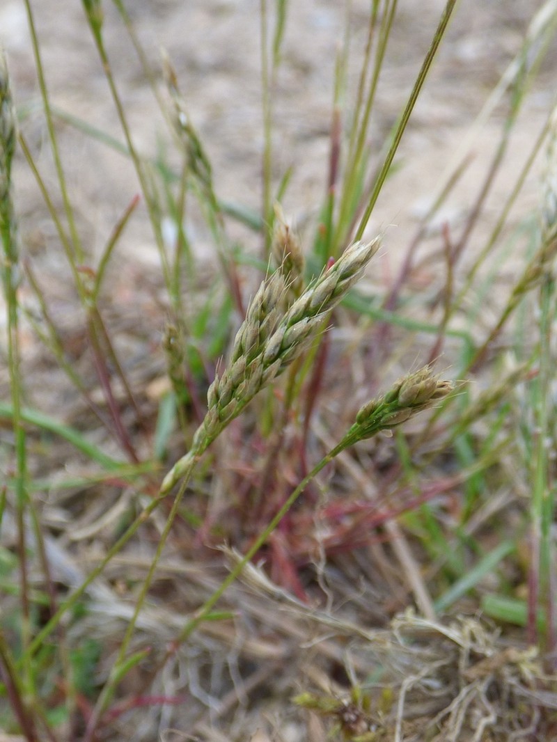 Yellow Hairgrass photo 7