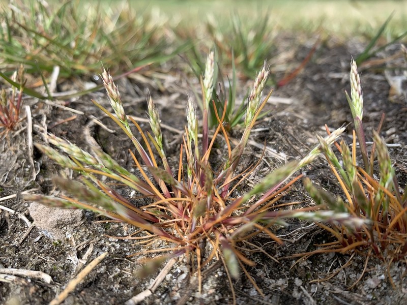 Yellow Hairgrass photo 8
