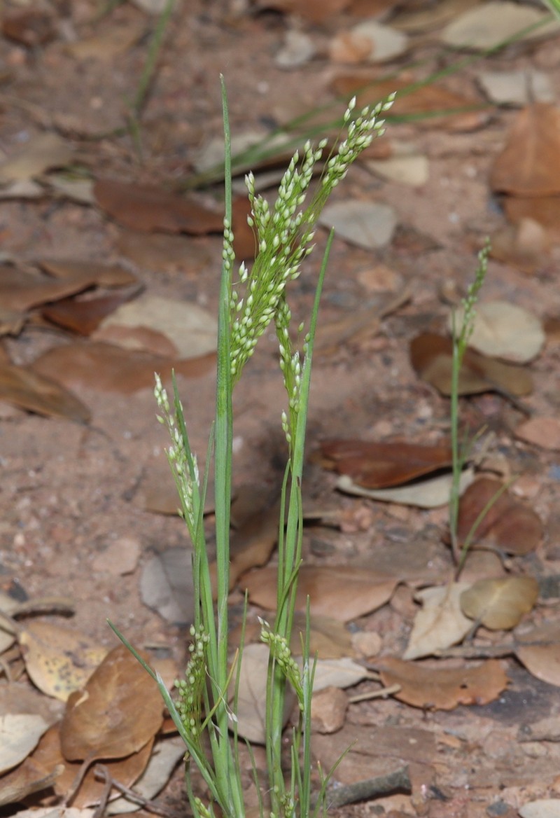 Aira provincialis