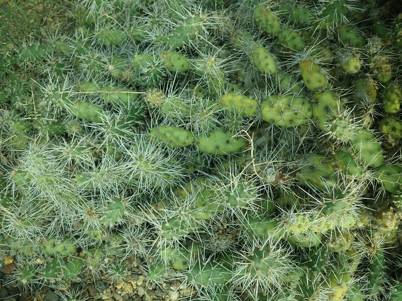 Airampoa corrugata