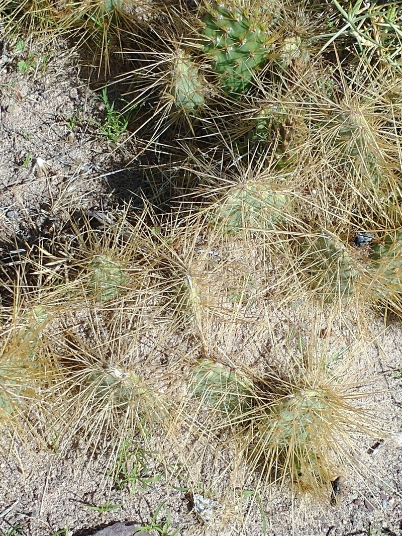 Airampoa corrugata photo 2
