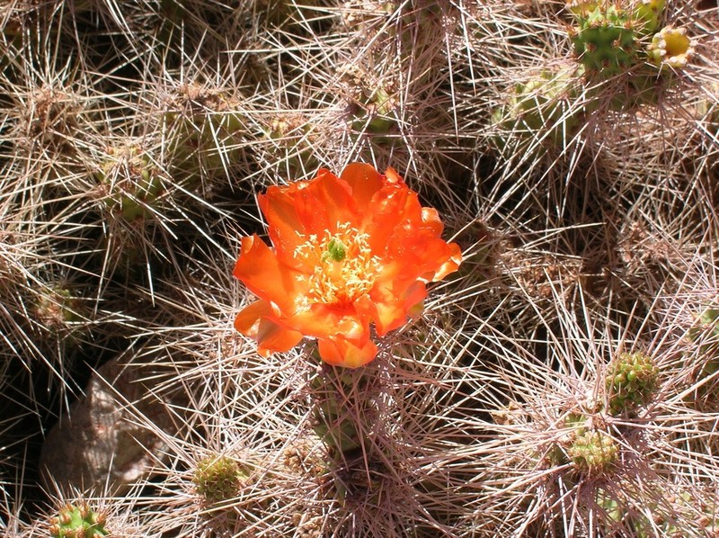 Airampoa corrugata photo 5