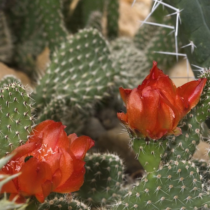 Airampoa erectoclada