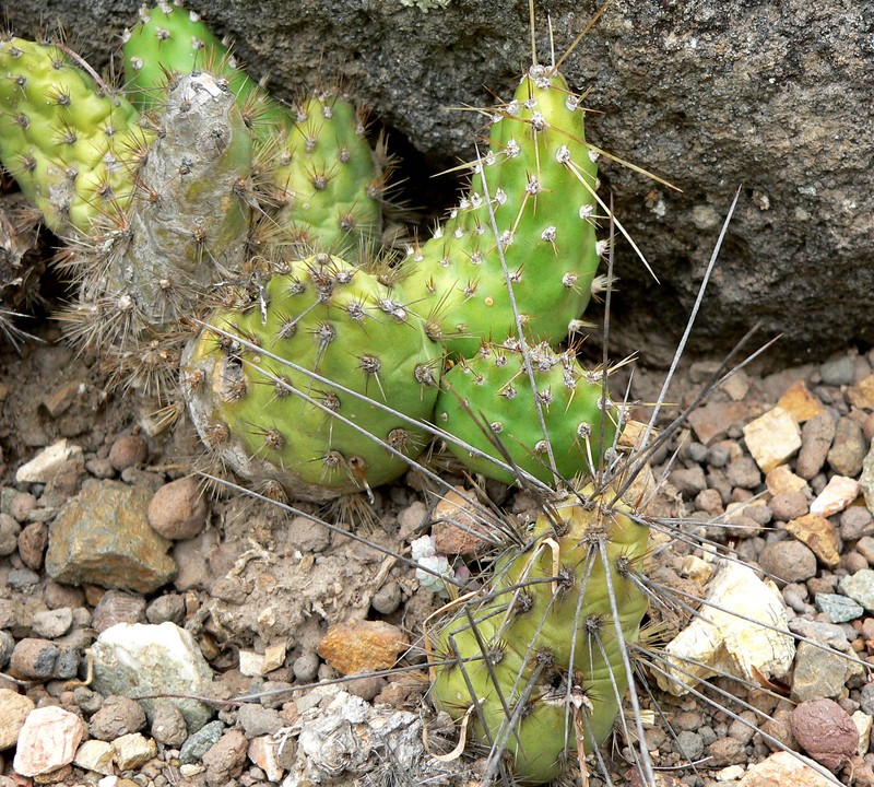 Airampoa soehrensii